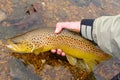 Fly Fishing, Releasing Large Colorful Brown Trout Royalty Free Stock Photo