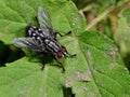 Fly / Fliege - Makro /Macro Royalty Free Stock Photo