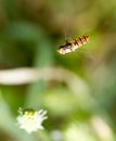 Fly in flight in nature. macro Royalty Free Stock Photo