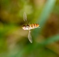 Fly in flight in nature. macro Royalty Free Stock Photo