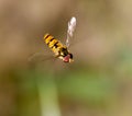 Fly in flight in nature. macro Royalty Free Stock Photo