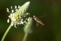 Fly in flight in nature. macro Royalty Free Stock Photo