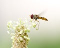 Fly in flight in nature. macro Royalty Free Stock Photo