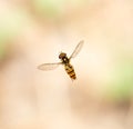 Fly in flight in nature. macro Royalty Free Stock Photo