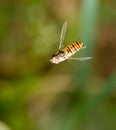 Fly in flight in nature. macro Royalty Free Stock Photo