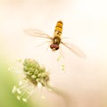 Fly in flight in nature. macro Royalty Free Stock Photo