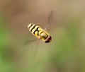 Fly in flight in nature. macro Royalty Free Stock Photo