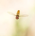 Fly in flight in nature. macro Royalty Free Stock Photo