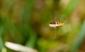 Fly in flight in nature. macro Royalty Free Stock Photo