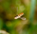 Fly in flight in nature. macro Royalty Free Stock Photo