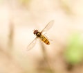 Fly in flight in nature. macro Royalty Free Stock Photo