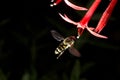 Fly in flight with Scarlet Gilia Royalty Free Stock Photo