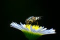 Fly flowe Royalty Free Stock Photo