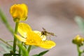 Fly on flower Royalty Free Stock Photo