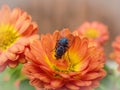 Fly on a flower in Autumn