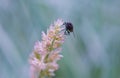 A fly in a flower bud Royalty Free Stock Photo