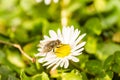 A fly on a flower chamomile Royalty Free Stock Photo