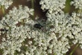 A fly on a flower