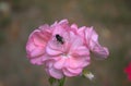 Fly on a flower Pelargonium