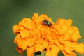 Fly on a flower Royalty Free Stock Photo