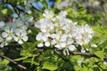 fly on bird cherry flowers Royalty Free Stock Photo