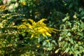 The fly on the flowers Solidago canadensis is an herbaceous perennial plant of the family Asteraceae. Berlin, Germany