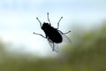 Fly, Fly bug insect silhouette, Fly is carrier of diarrhoea Selective Focus Royalty Free Stock Photo