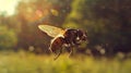 A fly flying in the air with sunlight behind it Royalty Free Stock Photo