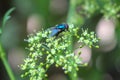 Fly focused on green Royalty Free Stock Photo