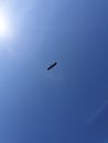 Bird in blue sky Royalty Free Stock Photo