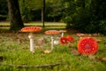 Fly fungus Amanita muscaria, autumn, close-up Royalty Free Stock Photo