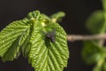 Fly. Galanthus plicatus