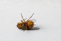 Fly laying on her back on a white windowsill