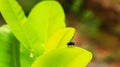 a fly grasped on the leaf Royalty Free Stock Photo