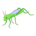 Fly grasshopper icon isometric vector. Locust pest
