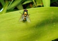 Fly on bright green leaf