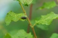 fly on a green leaf, close-up Royalty Free Stock Photo