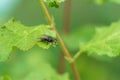 fly on a green leaf, close-up Royalty Free Stock Photo