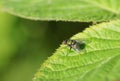 Fly on green leaf. Royalty Free Stock Photo