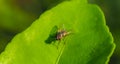 Fly on green leaf Royalty Free Stock Photo