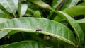Fly on green leaves Royalty Free Stock Photo