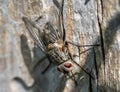 fly on the ground macro shot Royalty Free Stock Photo