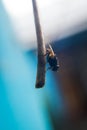 A fly in a hanged wire Royalty Free Stock Photo