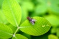 A fly hanging on the edge of the leaf Royalty Free Stock Photo