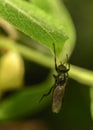 The fly is hanging with one paw clinging to the edge of the leaf Royalty Free Stock Photo