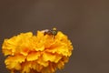 Fly harvesting pollen from blooming yellow marigold flowers Royalty Free Stock Photo