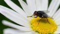 Fly having diner