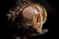 Fly head Royalty Free Stock Photo