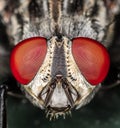 Fly Head and Eyes Macro CloseUp