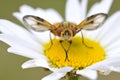 Fly on the hearth of daisy Royalty Free Stock Photo